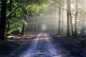 pathway